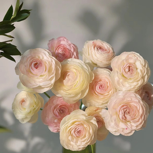 九头蛇洋牡丹成功洋牡丹巨星洋牡丹鲜花花毛茛鲜花花瓶插花顺丰