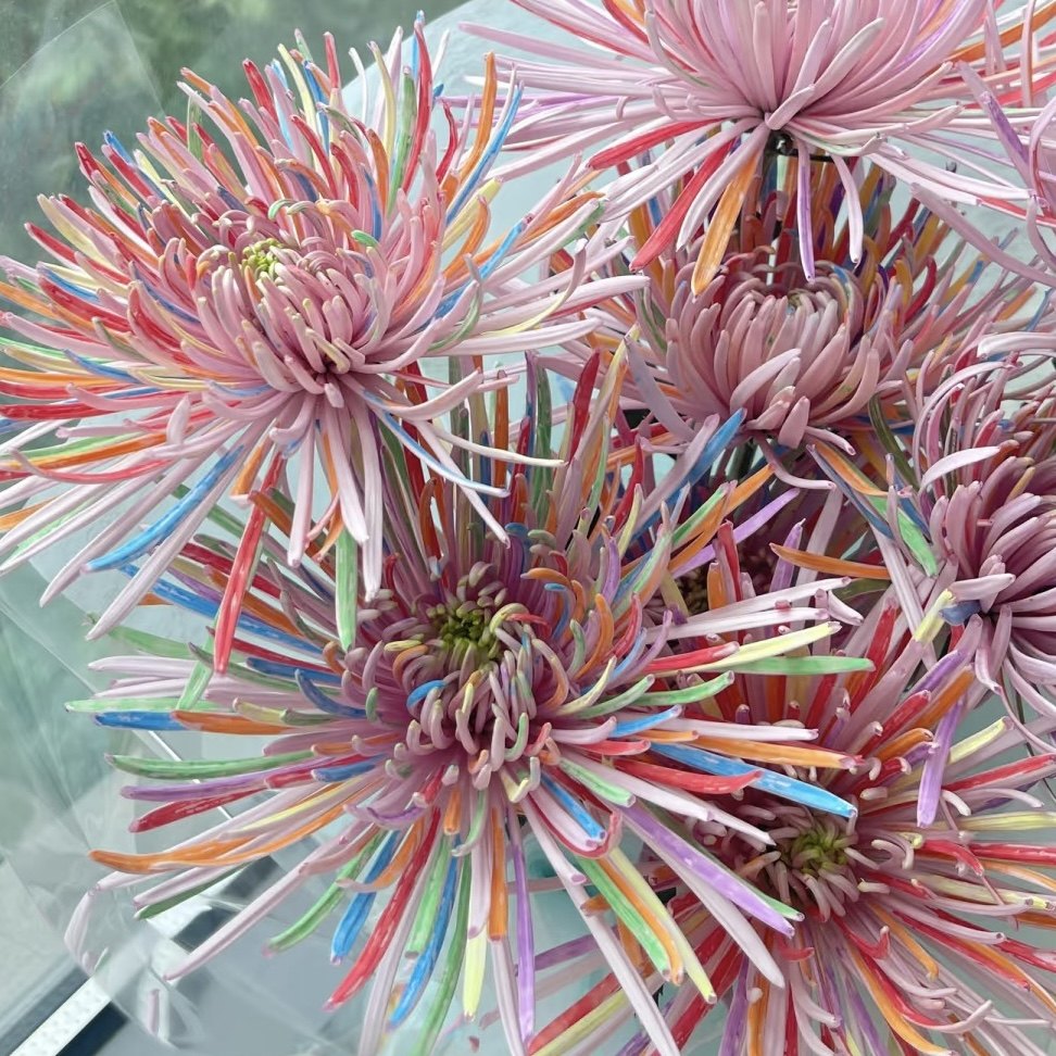 严选手绘涂鸦·粉烟花菊鲜切花水养插花送小朋友闺蜜花期长顺丰,鲜花速递/花卉仿真/绿植园艺,花材,淘宝优惠券,粉丝福利购,淘宝优惠卷