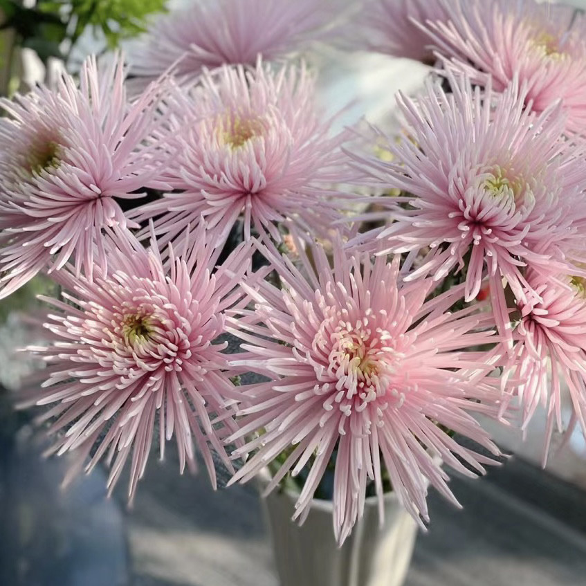 奥利粉烟花菊乒乓菊安娜菊鲜切花超长待机很好养活花瓶插花顺丰,鲜花速递/花卉仿真/绿植园艺,花材,淘宝优惠券,粉丝福利购,淘宝优惠卷