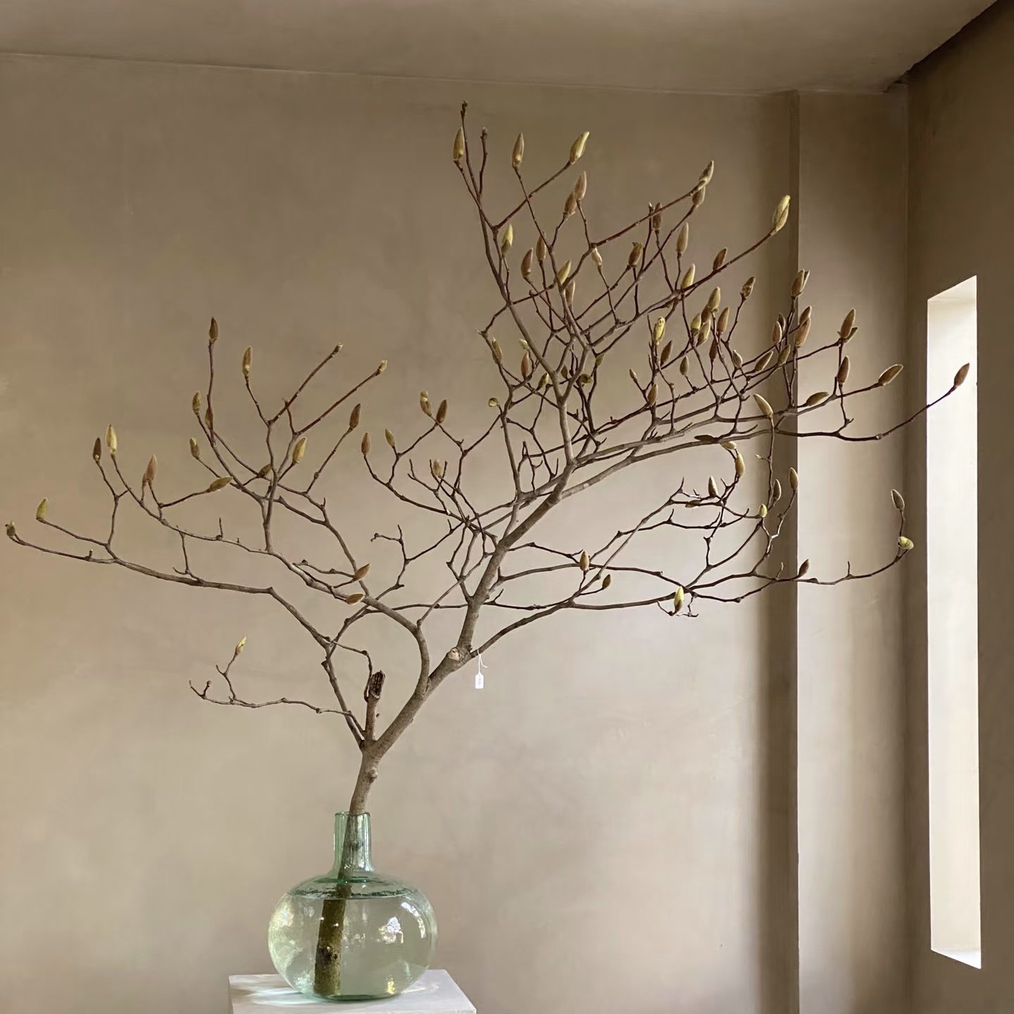 白玉兰·紫玉兰花苞鲜切枝条水养鲜花可以做干花姹寂造景花瓶插花,鲜花速递/花卉仿真/绿植园艺,花材,淘宝优惠券,粉丝福利购,淘宝优惠卷