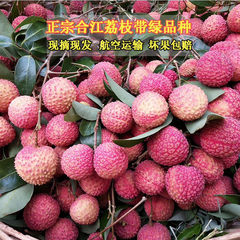 四川瀘州合江荔枝帶綠 自家果園新鮮當季孕婦水果5斤現摘現發包郵