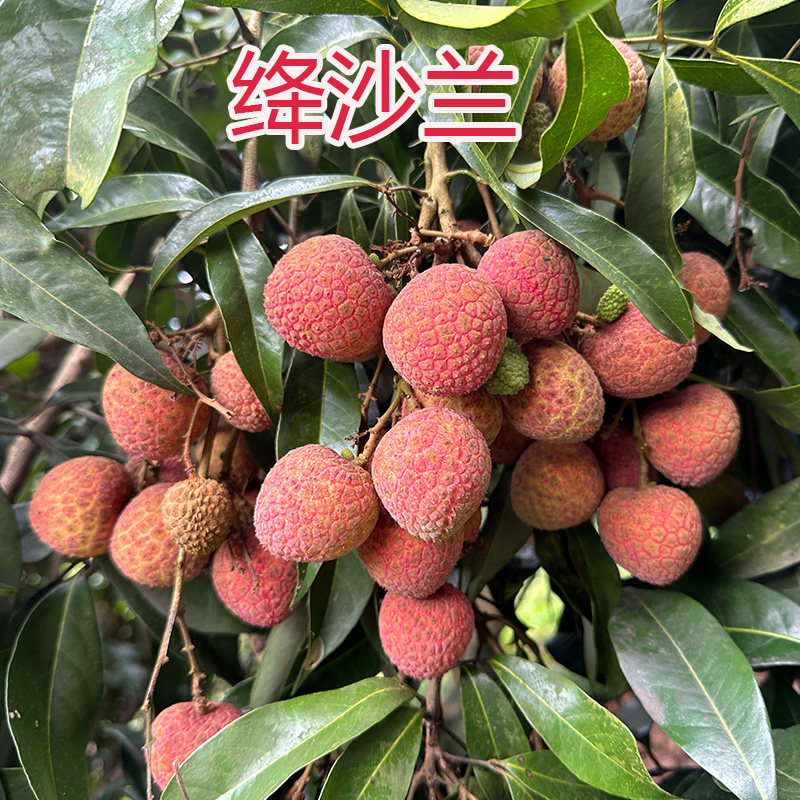 合江荔枝新鲜降莎兰四川现摘发带