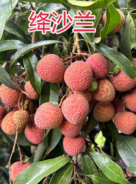 合江荔枝新鲜降莎兰四川现摘发带
