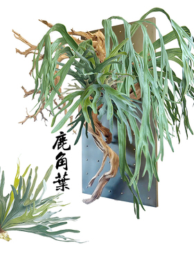仿真鹿角草叶把束壁挂