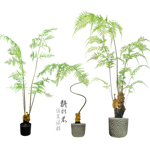包邮特丽卉植物森系蕨绿庭院景观