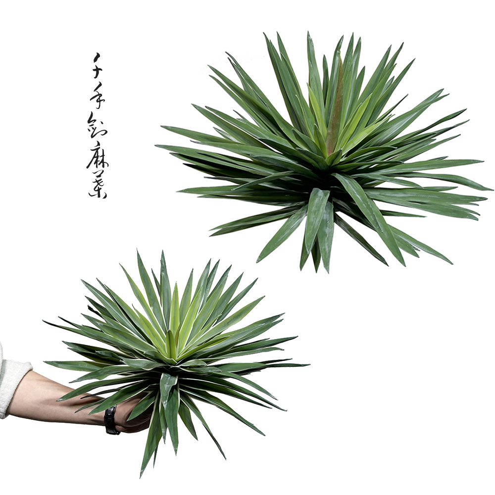 特丽卉仿真千手剑麻包邮