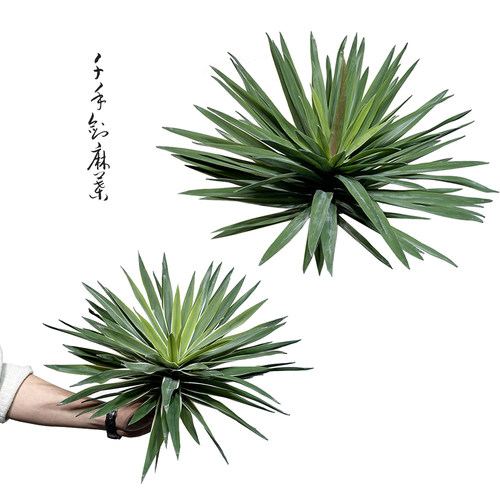 特丽卉仿真千手剑麻包邮