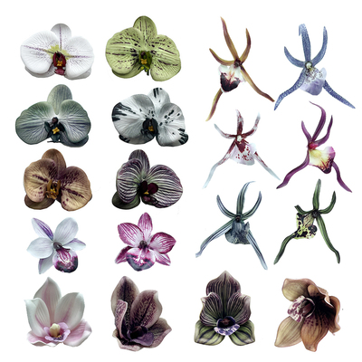 仿真蝴蝶兰惠兰东亚兰千岛兰蜘蛛兰花朵花头假花艺轻奢装饰品摆件