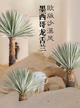 特丽卉仿真墨西哥龙舌兰