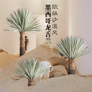 特丽卉仿真墨西哥龙舌兰