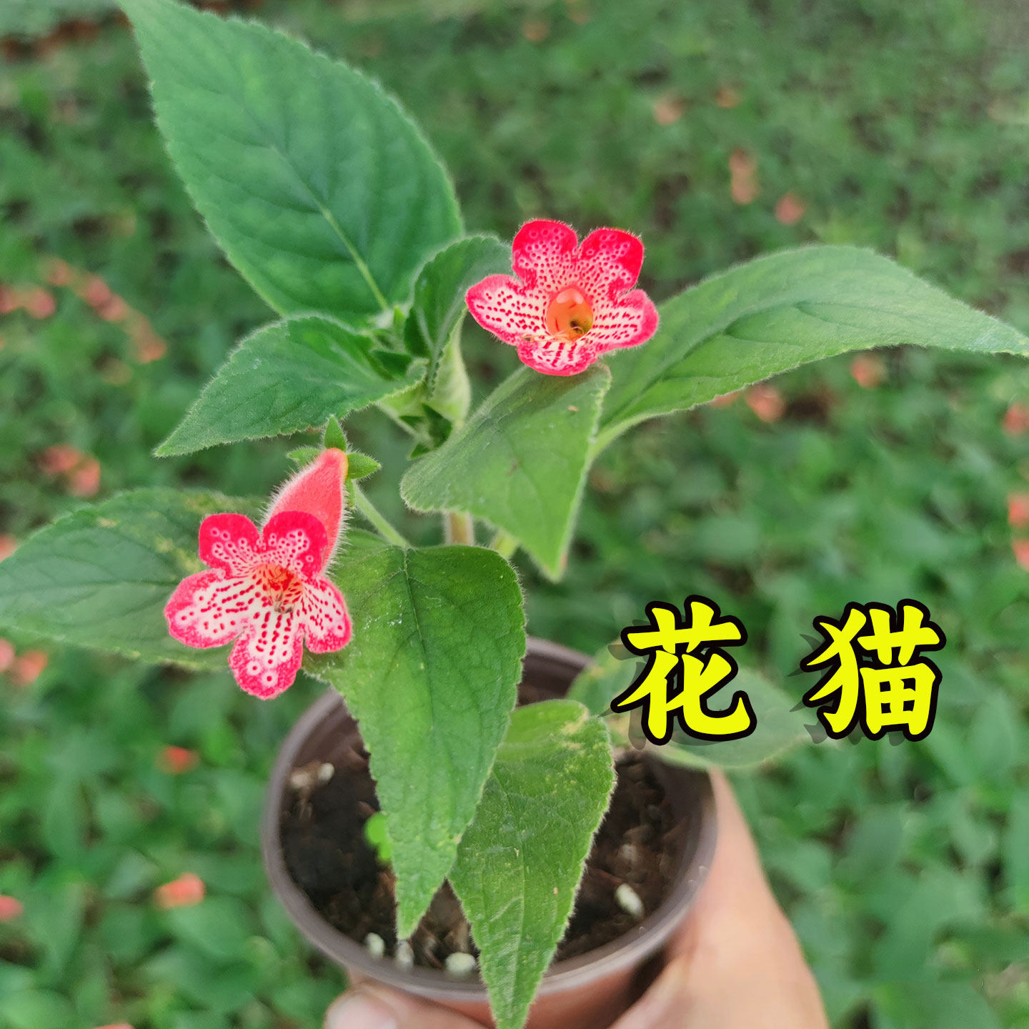 花猫盆栽毛灯笼苦苣苔耐阴易迷岩