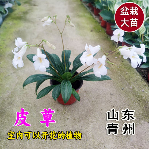 皮草花盆栽苦苣苔耐热耐阴爆花