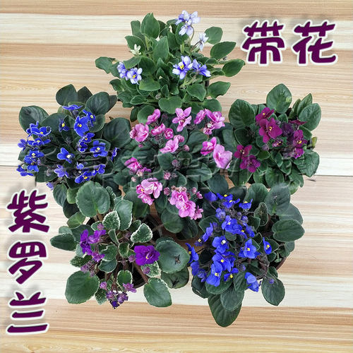 多色紫罗兰非洲堇窗台盆栽