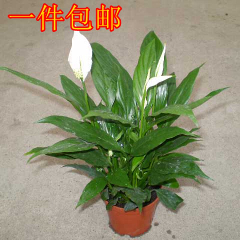 白掌美酒一帆风顺盆栽室内客厅阳台绿植防辐射水培植物一盆包邮