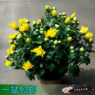 国庆菊花盆栽带花苞球菊花龙爪菊黄色红色室外阳台庭院