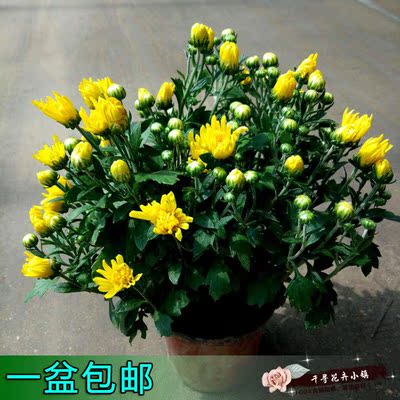 菊花盆栽带花苞球菊花龙爪菊
