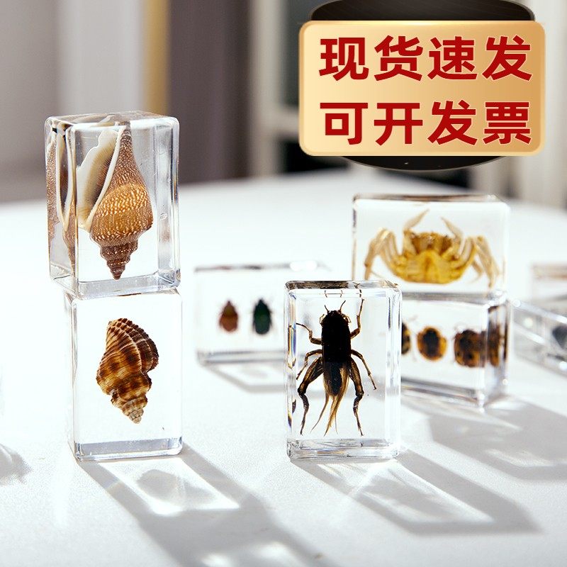 天然昆虫真虫标本螃蟹海洋动物贝类科学早教幼儿园小学生观察日记