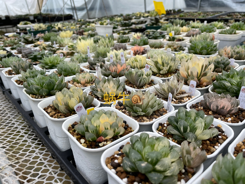 透气加厚抗老化多肉专用