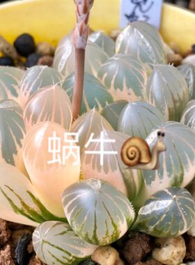 蜗牛的乐园艾格园多肉植物12卷霓虹灯玉露锦种子