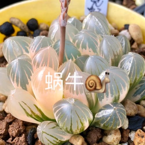 蜗牛的乐园艾格园多肉植物12卷霓虹灯玉露锦种子 - 封面