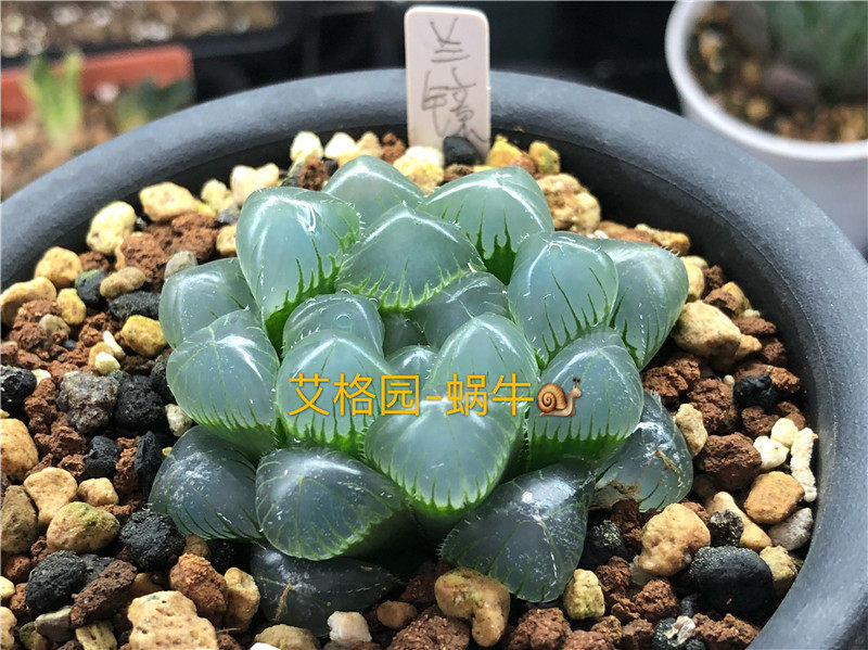 艾格园蜗牛的乐园多肉植物十二卷特大蓝镜玉露种子10粒