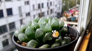 艾格园蜗牛的乐园多肉植物蜗牛实生玉露黑桃中苗