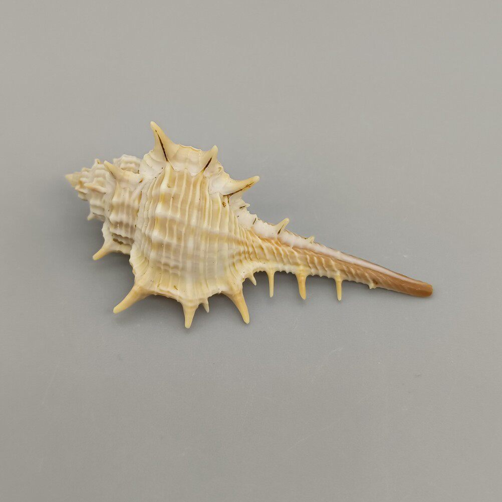 宝岛骨螺 murex trapa (roeding, 1798)