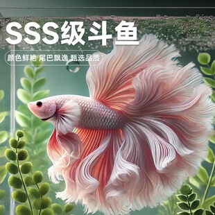 泰国斗鱼小鱼观赏鱼漂亮鱼淡水狮王半月将军热带宠物观赏鱼活体