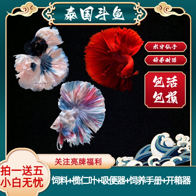 原灵泰国斗鱼观赏鱼狮王半月将军