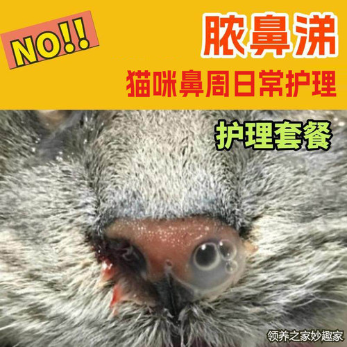 领养之家 猫鼻炎鼻窦炎脓鼻涕护理清理营养免疫支持鼻支疱疹杯状