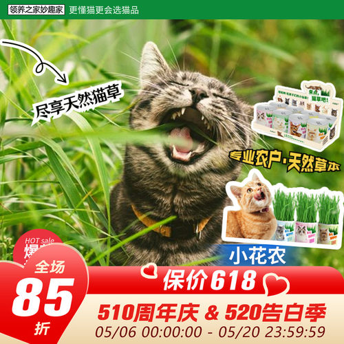 领养之家 小花农懒人水猫薄荷猫猫草片猫草盆栽草棒猫磨牙草棒猫