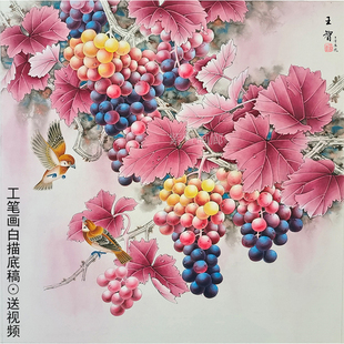 工笔画底稿白描画稿斗方葡萄临摹底稿白描手勾熟宣线描可直接上色