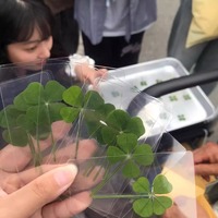 可愛幸運四葉草天然原草透卡全新