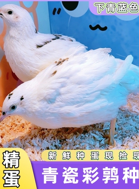 青瓷蓝蛋鹌鹑种蛋可孵化受精蛋网红家庭小宠物鸟彩鹑产青蓝色种蛋