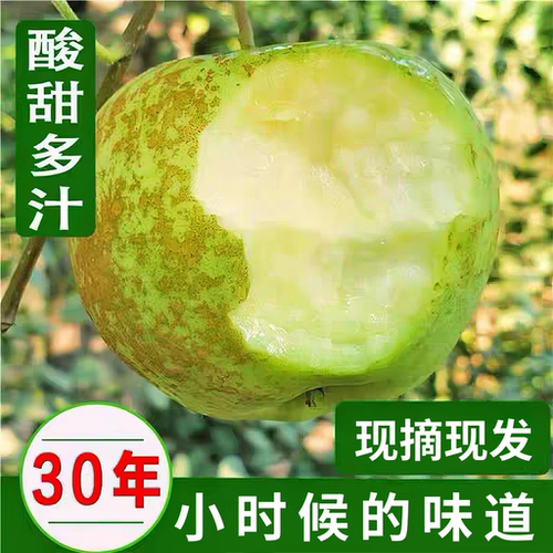 酸脆甜苹果老品种新鲜孕妇不打蜡