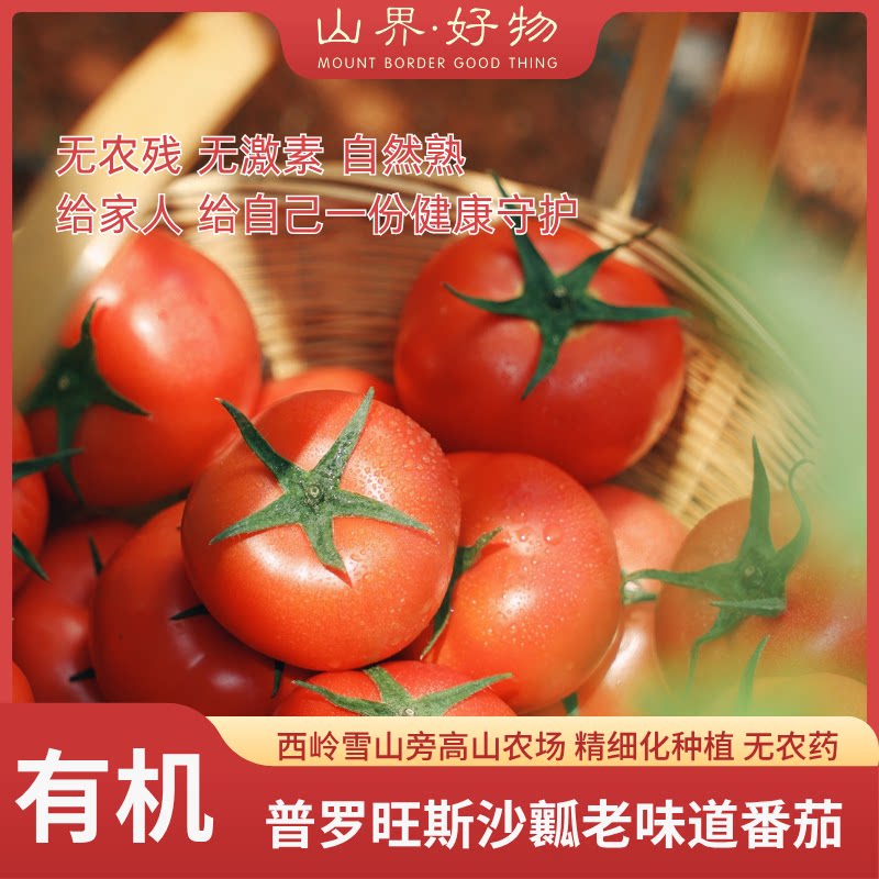 斜源红番茄农场普罗旺斯番茄