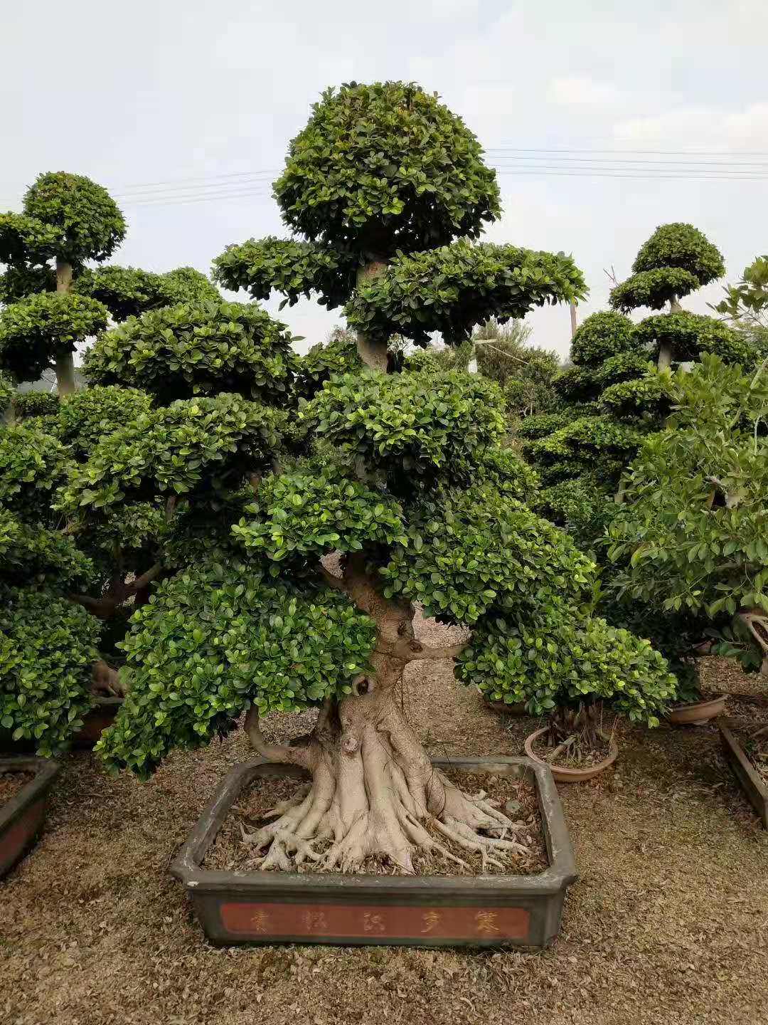 大型绿植小叶榕树盆景摇钱树园林别墅大树老桩造型四季常青发财树