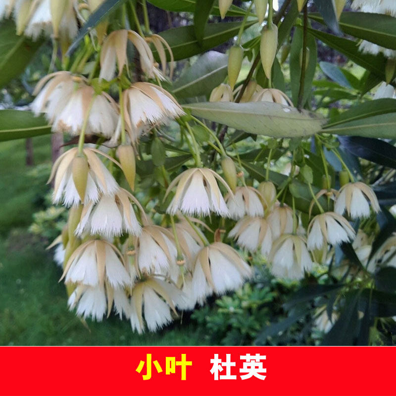速生行道园林绿化风景常绿乔木小叶杜英树苗香樟香椿树彩蜜源植物