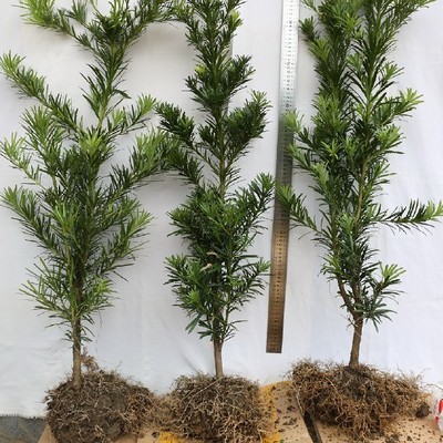 新款罗汉松树苗四季常青雀舌中叶绿化植物庭院内盆栽造型素材绿植