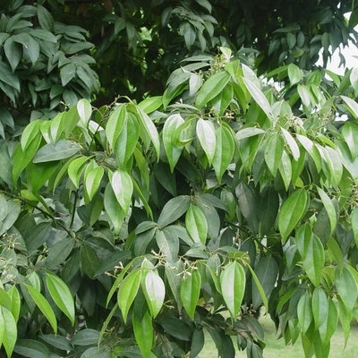 新款庭院别墅天竺桂树苗 阴香四季常青掌柜推荐占用绿化乔木植物