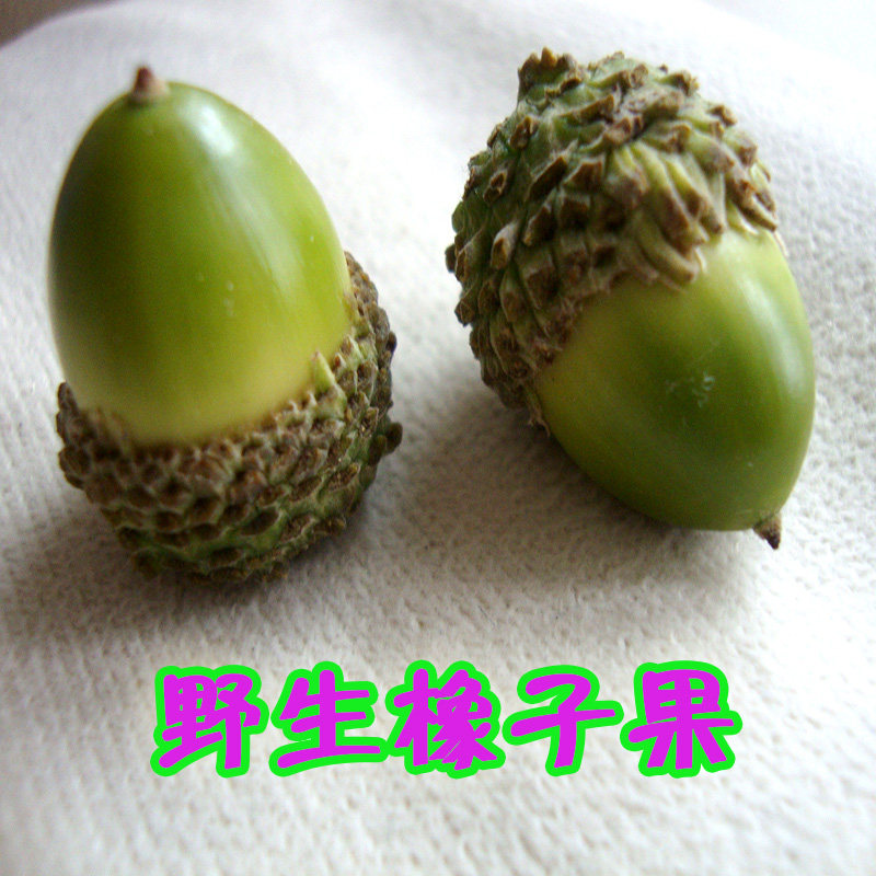 做手工用的橡子果野生采摘绿色深褐色食品道具橡树籽茧柞圆胖东北在类目 家居饰品, 花瓶/花器/仿真花/仿真饰品, 干花/花瓣/干花包/干树枝中 - 来自Buy2taobao.com提供专业的淘宝代购服务