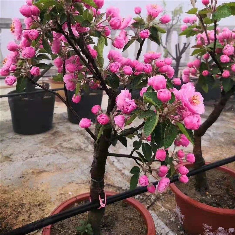 冬红果 海棠盆景 西府海棠北方耐寒阳台种植垂丝海棠海棠花海棠果