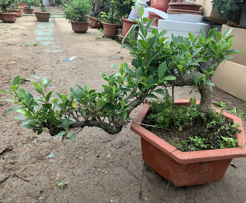 气根榕树盆景树桩台湾榕虎皮榕盆栽植物老桩悬崖式临水式小叶榕树