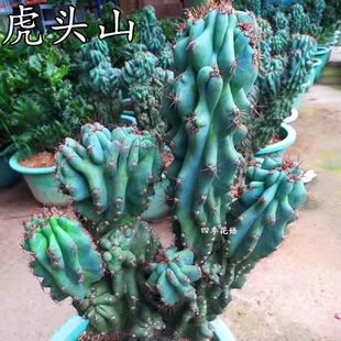 仙人山虎头罗汉山影拳仙人掌类沙生多肉植物虎头山影盆栽花卉好养