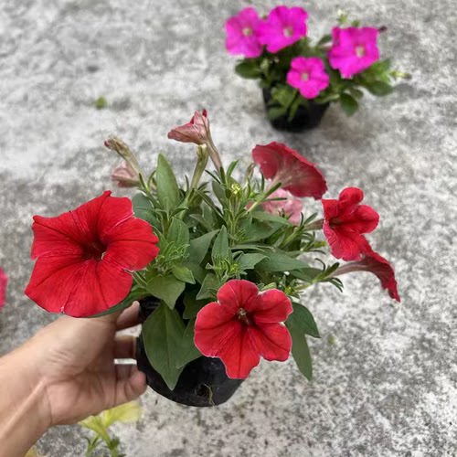 矮牵牛盆栽带花 百万小玲喇叭花垂吊壁挂花卉舞春花阳台开花机器