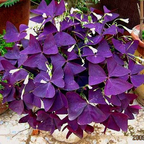 紫叶酢浆草盆栽花苗幸运草花卉蝴蝶花室内紫叶酢浆草带原土包邮