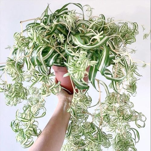 卷叶吊兰金心法国女郎邦尼阳台