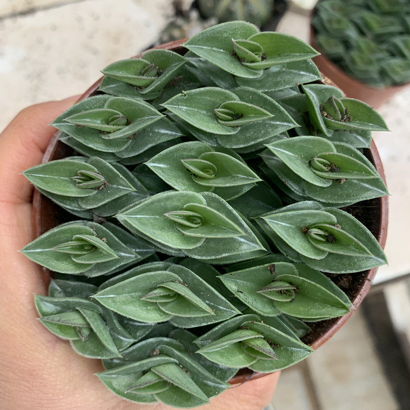 一帆风顺多肉植物 奇趣可爱幸运草旺财绿植吸甲醛 办公室防辐射绿