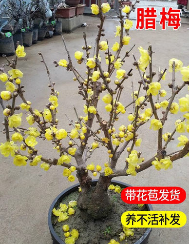 腊梅花树苗盆栽花卉素心腊梅盆景
