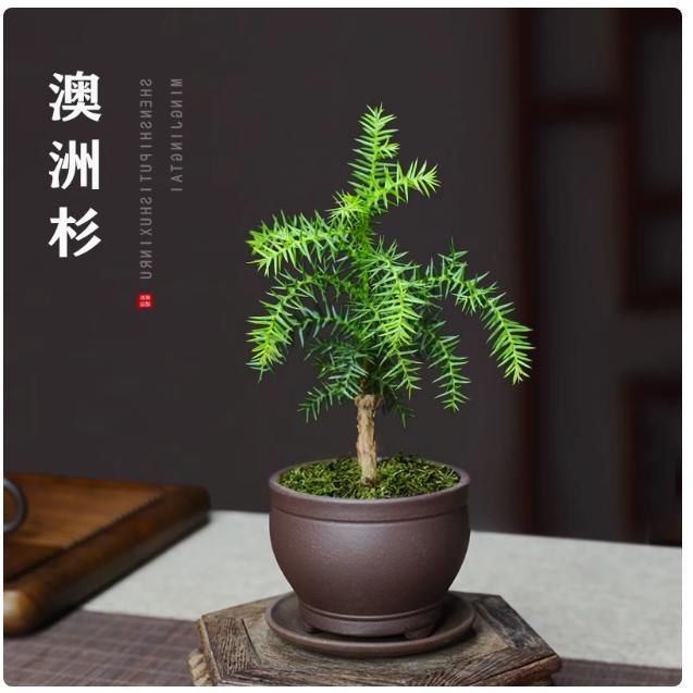 澳洲杉盆景小苗不老松绿植
